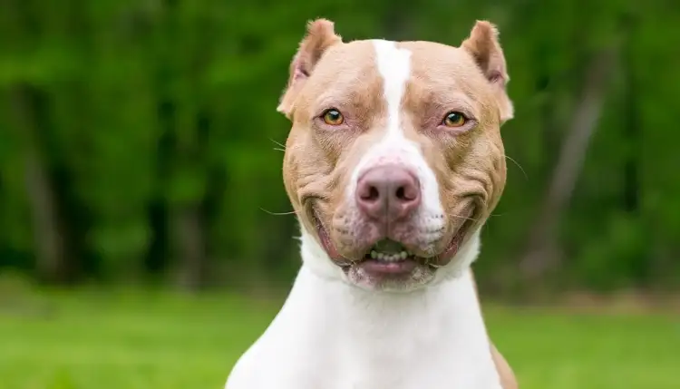 "Abuelito" es agredido por pitbull en Nogales