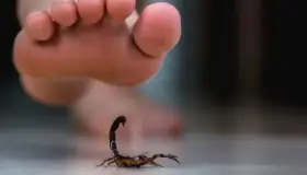 Llaman a prevenir picaduras de insectos ponzoñosos