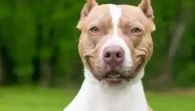 Adulto mayor atacado por perros se encuentra grave