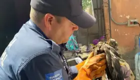 Logran rescate de halcón en colonia de Hermosillo