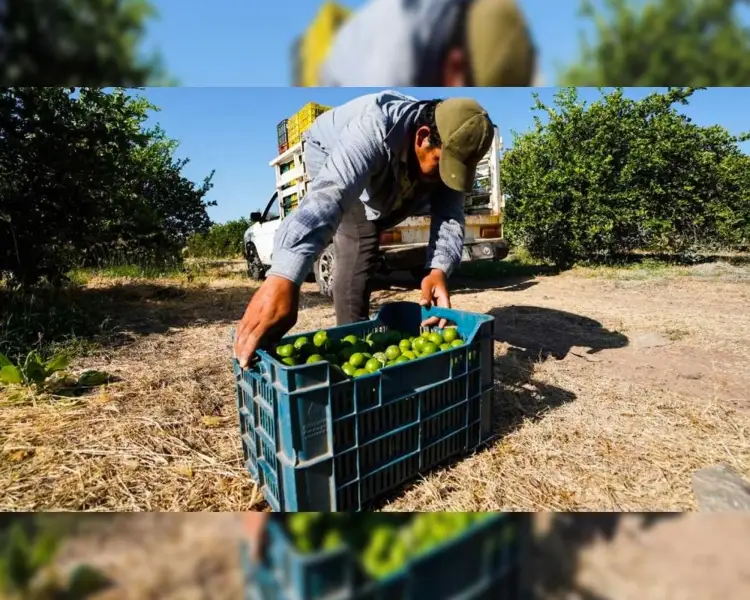 Vuelven limoneros a sus labores; hay despliegues de seguridad