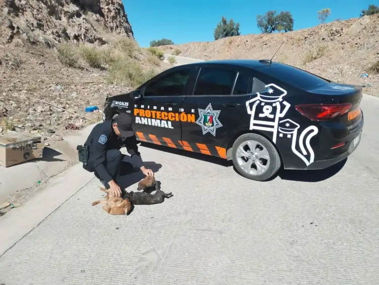 Tiene buena respuesta la unidad de Protección Animal de SP