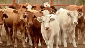 Alcanza Sonora cifra récord en exportación de cabezas de ganado