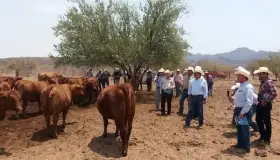 Ganaderos piden modificación a ley de Protección Animal