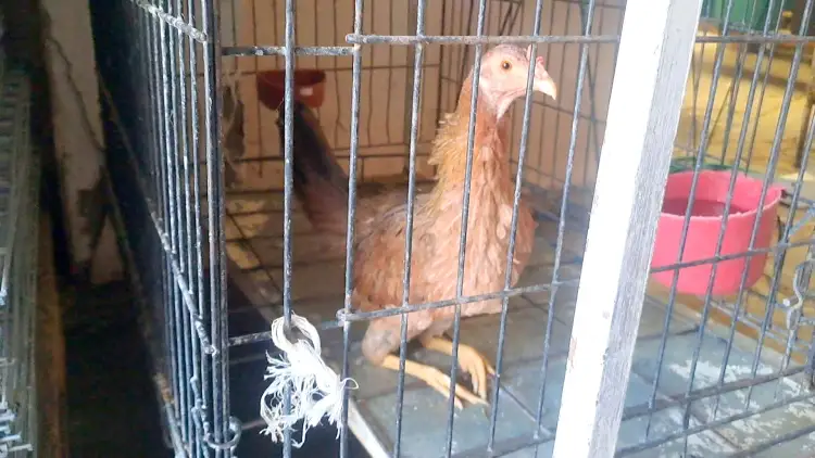 Expresan inconformidad en Nogales sobre ley animal