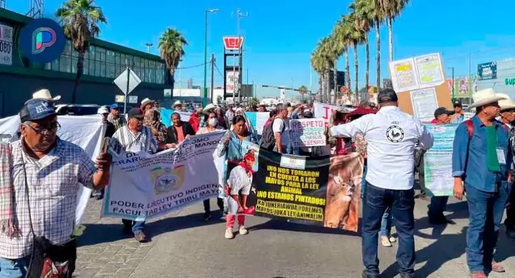 Vuelven a manifestarse galleros contra Ley de Protección y Bienestar Animal