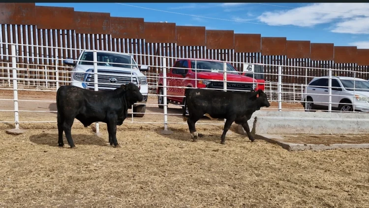 Ganado cruza por Nogales
