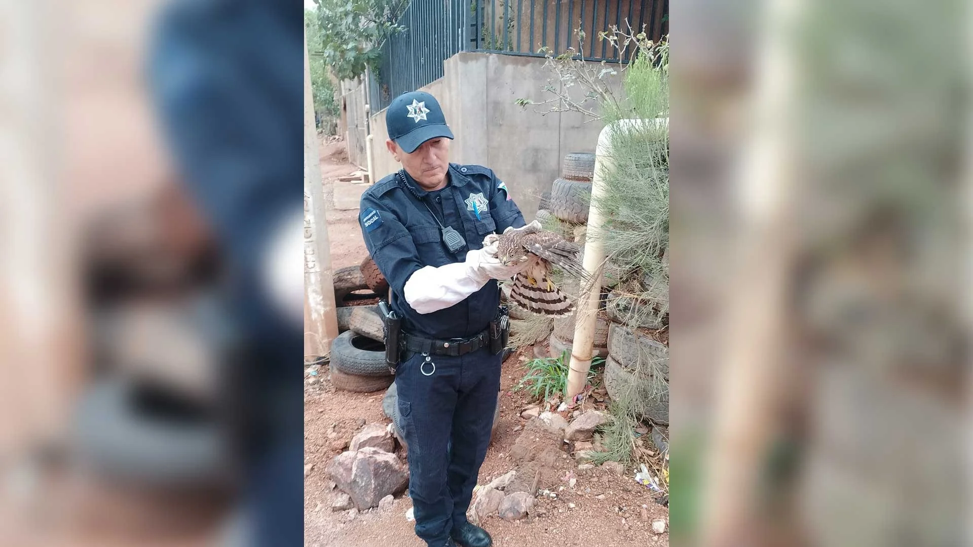 Rescatan halcón con ala rota