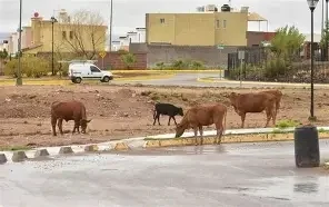 Vacas irrumpen en vivienda de Bellavista; familia logra expulsarlas
