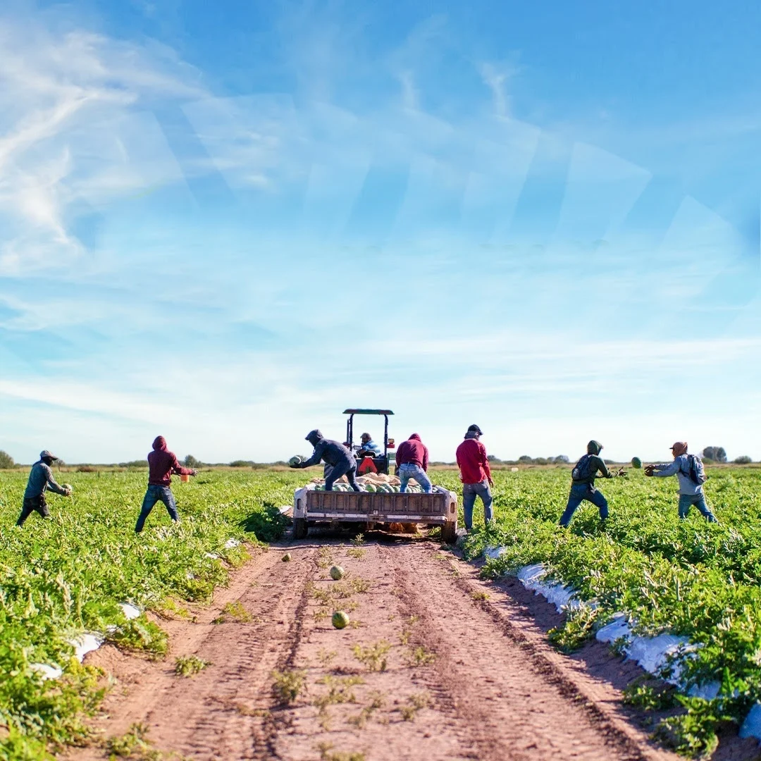 Sector rural de Sonora genera más de 81 mil millones de pesos en un ciclo