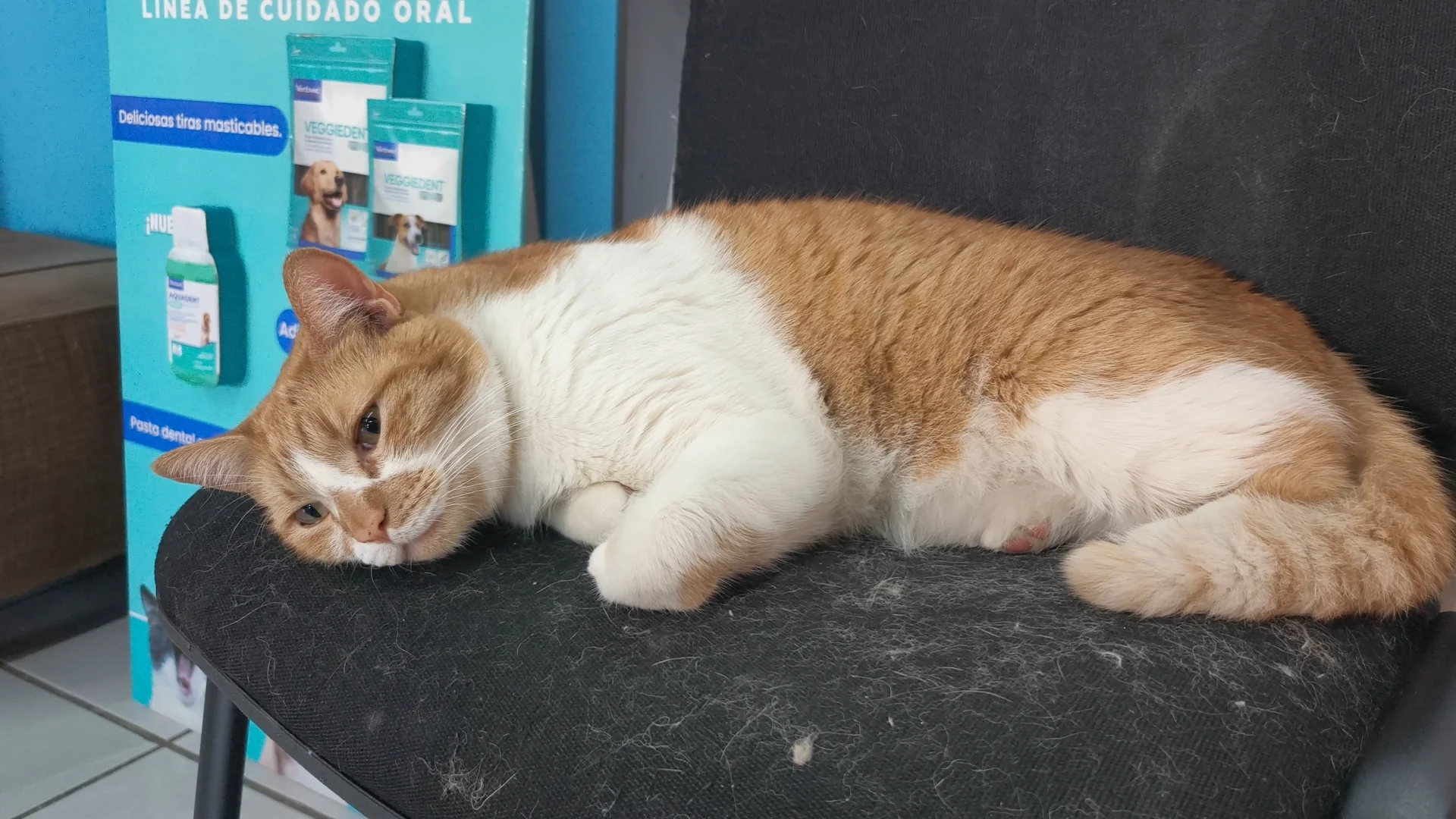 Regalar mascotas en San Valentín fomenta el abandono animal, advierten especialistas