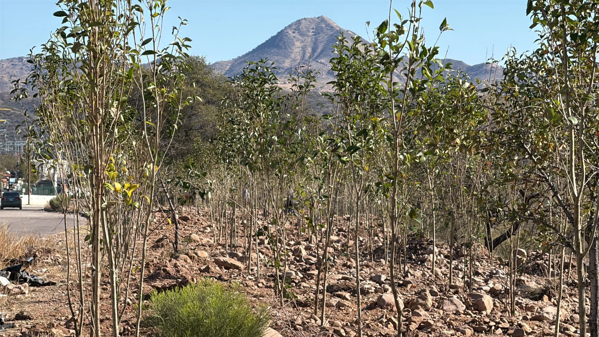 Reforestan áreas comunes de La Mesa como parte de compromiso ambiental con Nogales