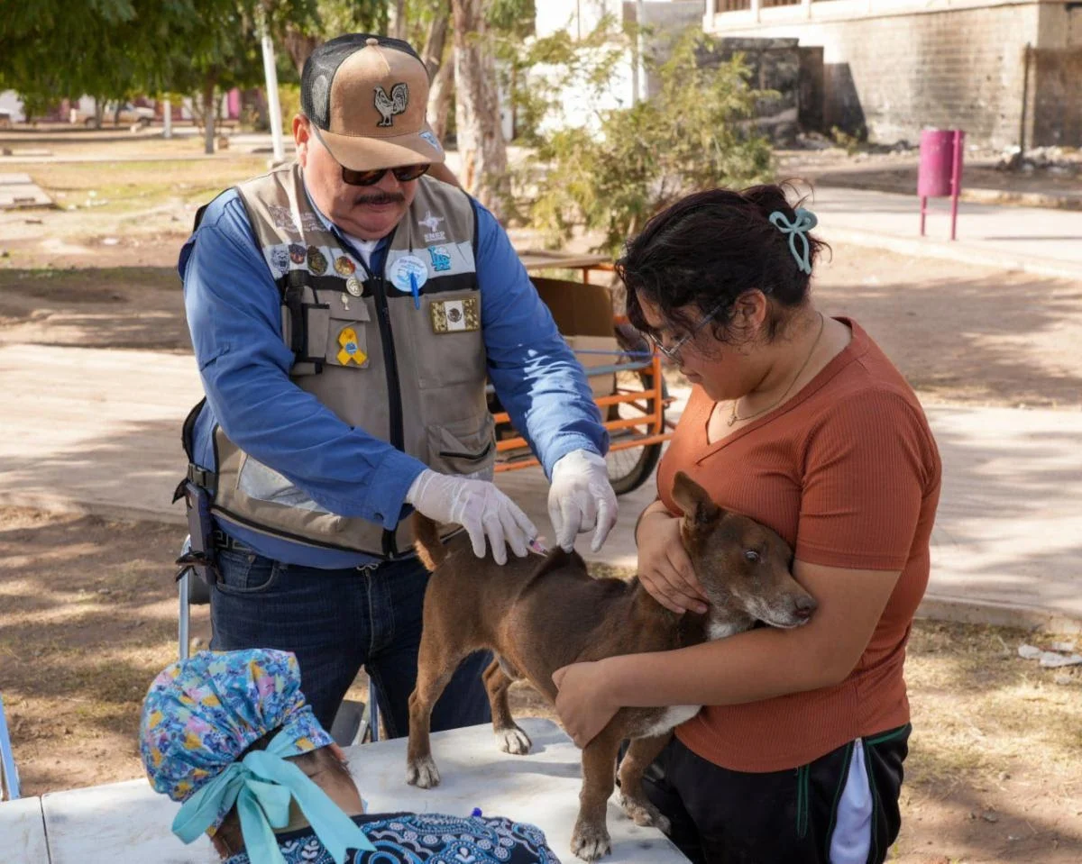Invitan a jornadas gratuitas de salud y esterilización para mascotas en Sonora