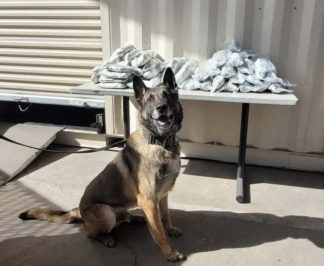 CBP asegura cargamento de metanfetamina tras alerta de perro detector