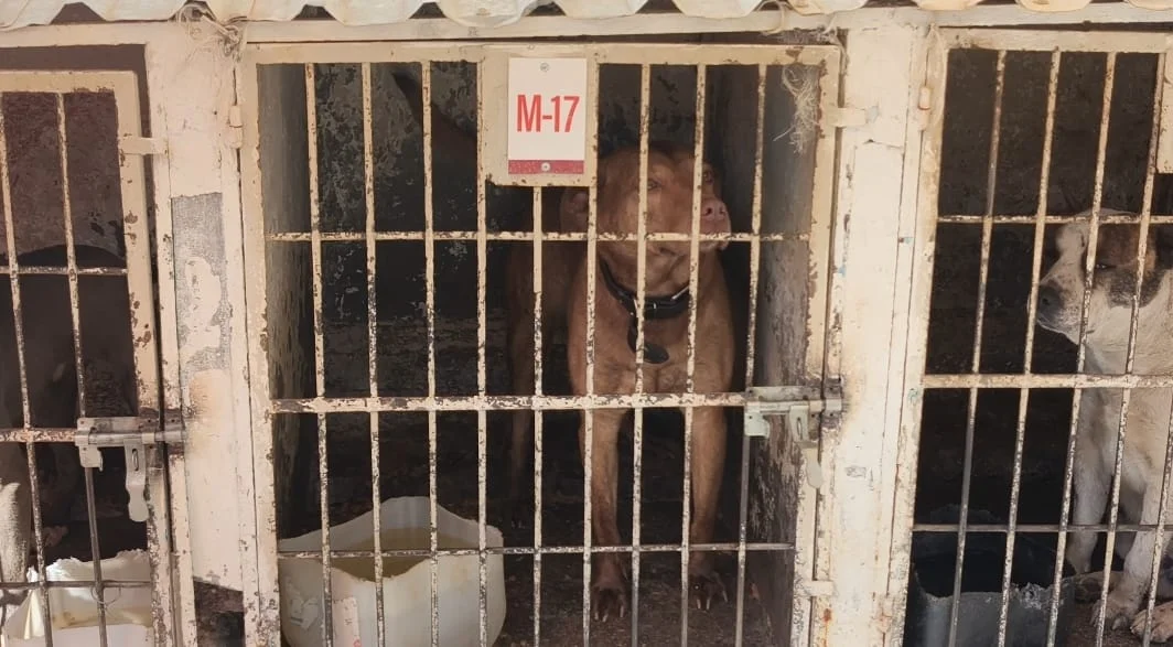 Bajo observación perro que casi mata a su dueña; su futuro dependerá de la propietaria