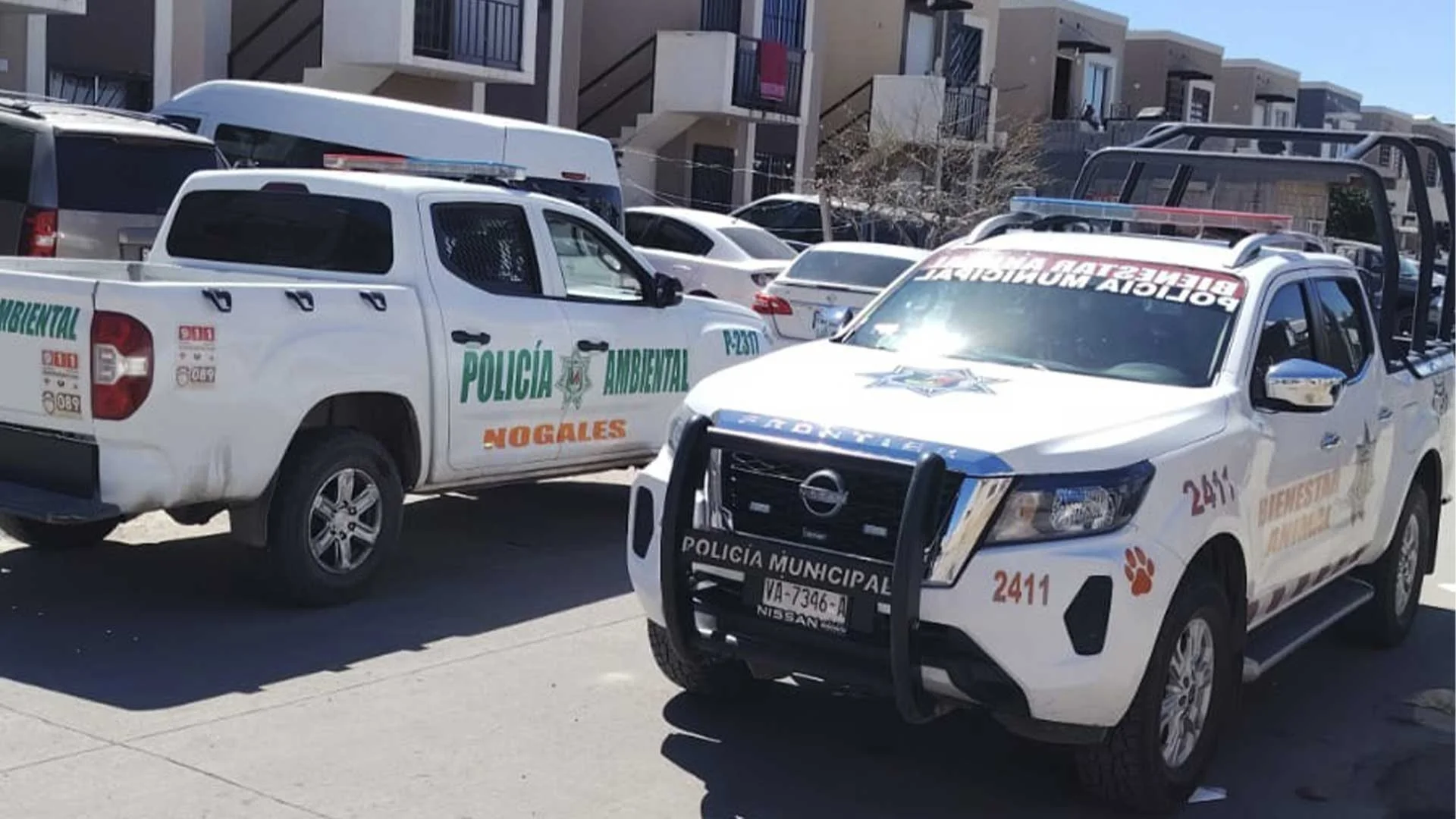 Hallan dos perros sin vida en Nogales; sospechan envenenamiento