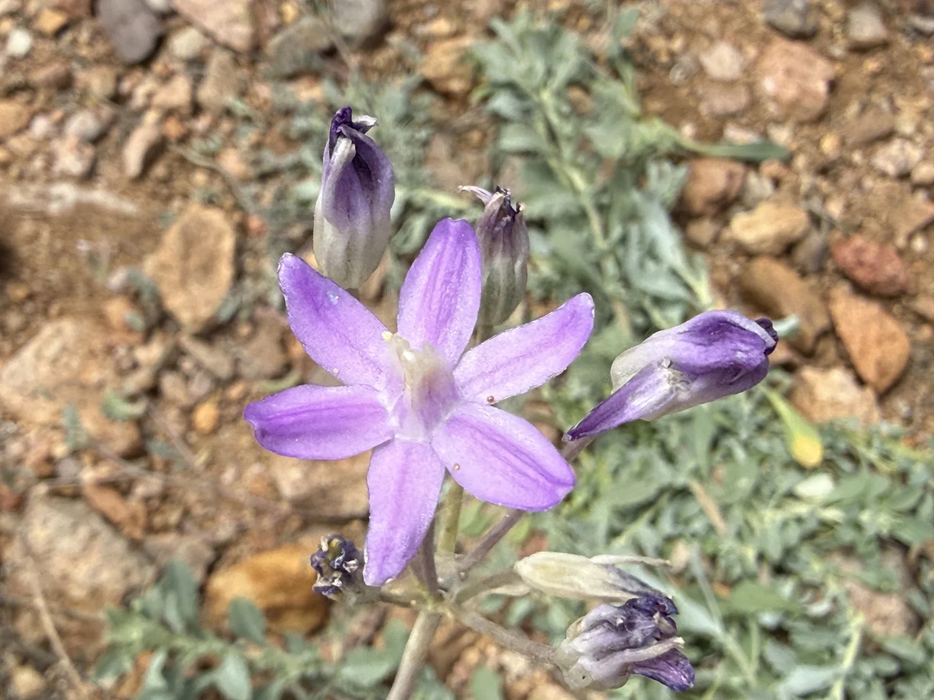 Entre tierra y tradición: la covena, símbolo biocultural de la frontera