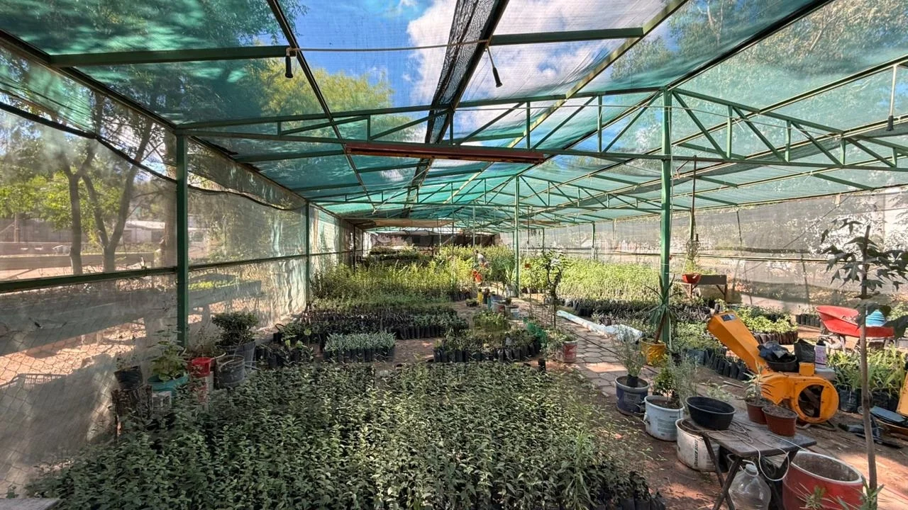 Impulsan reforestación con entrega gratuita de plantas en Nogales