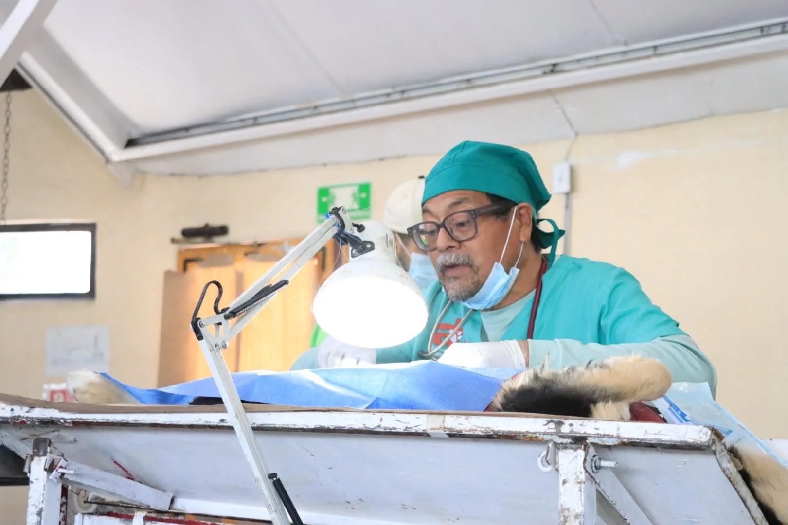 Impulsa Nogales bienestar animal con jornada masiva de esterilización