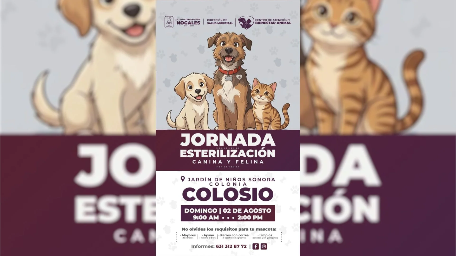 Realizarán jornada de esterilización canina y felina este domingo en Nogales