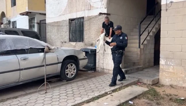 Reportan perros abandonados y uno aparentemente sin vida en vivienda de Nogales