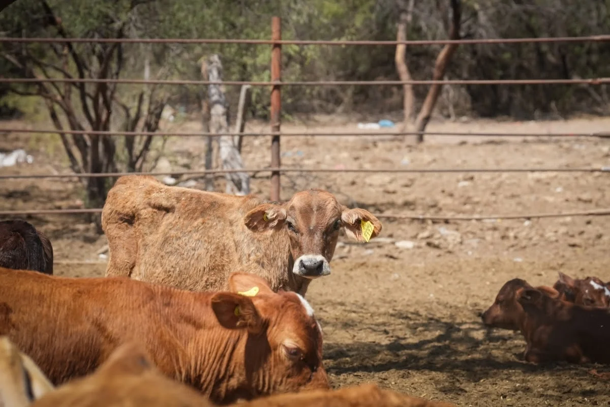 Reanudarán exportación de ganado por Agua Prieta el 20 de octubre
