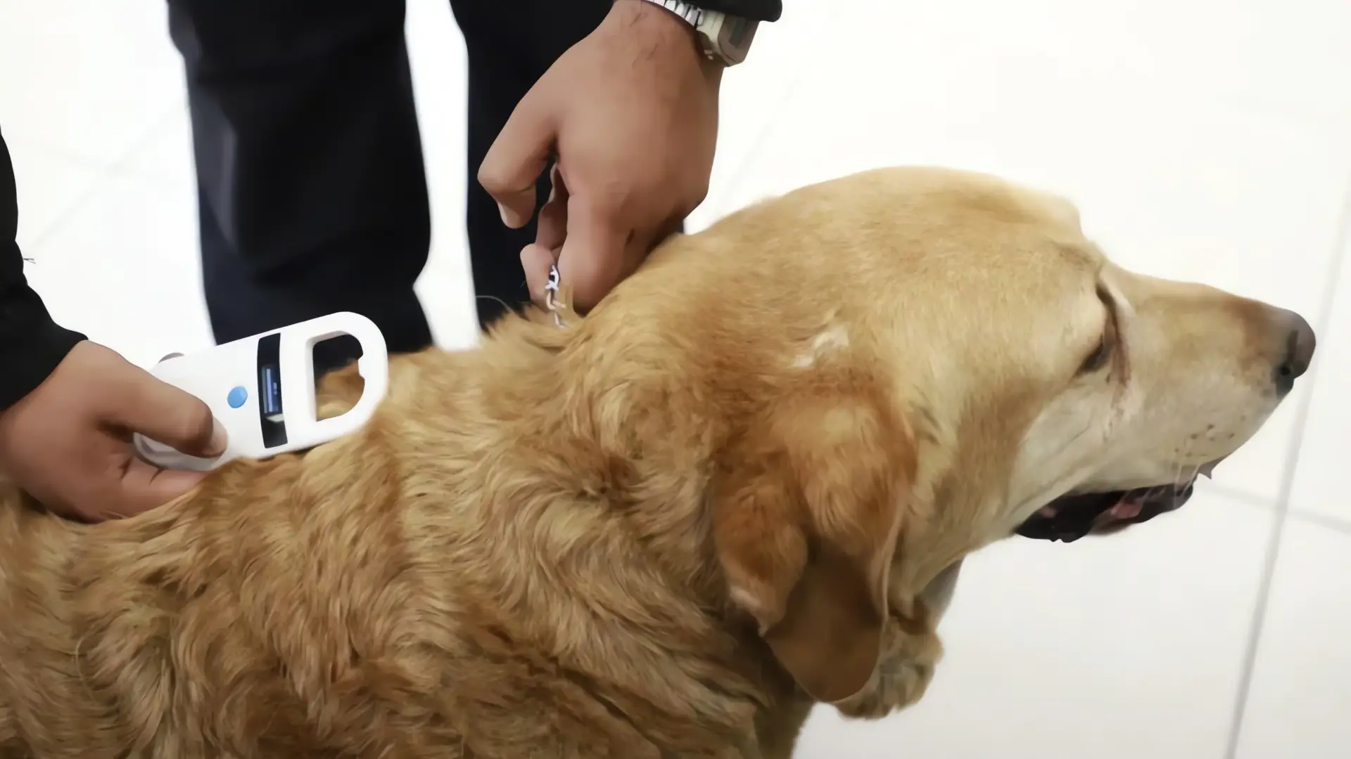 Microchips para mascotas en Zapopan: $130 MXN
