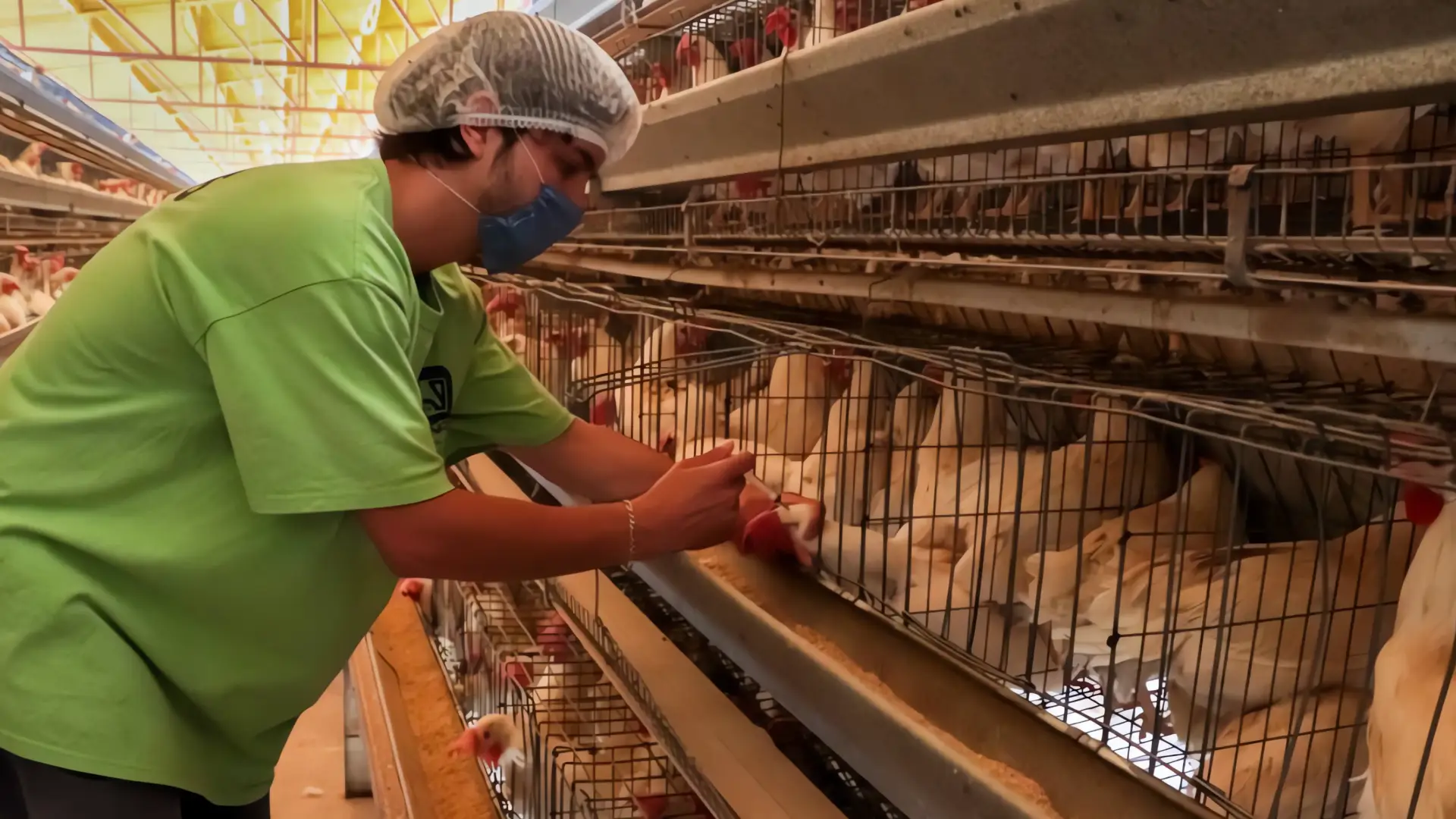 Influenza aviar en Nuevo León: México activa protocolo sanitario
