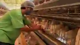 Influenza aviar en Nuevo León: México activa protocolo sanitario
