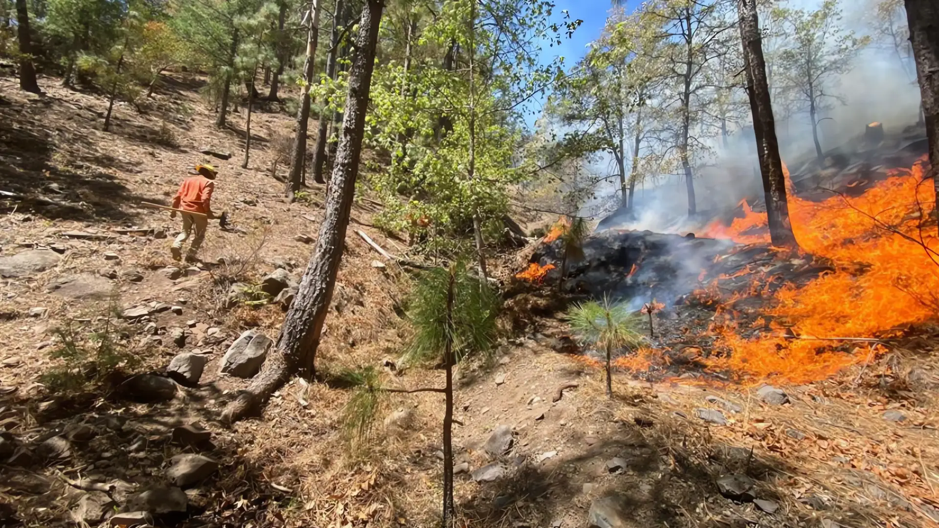 Incendio en Nácori Chico: 50% controlado, 76 combatientes trabajan en el lugar
