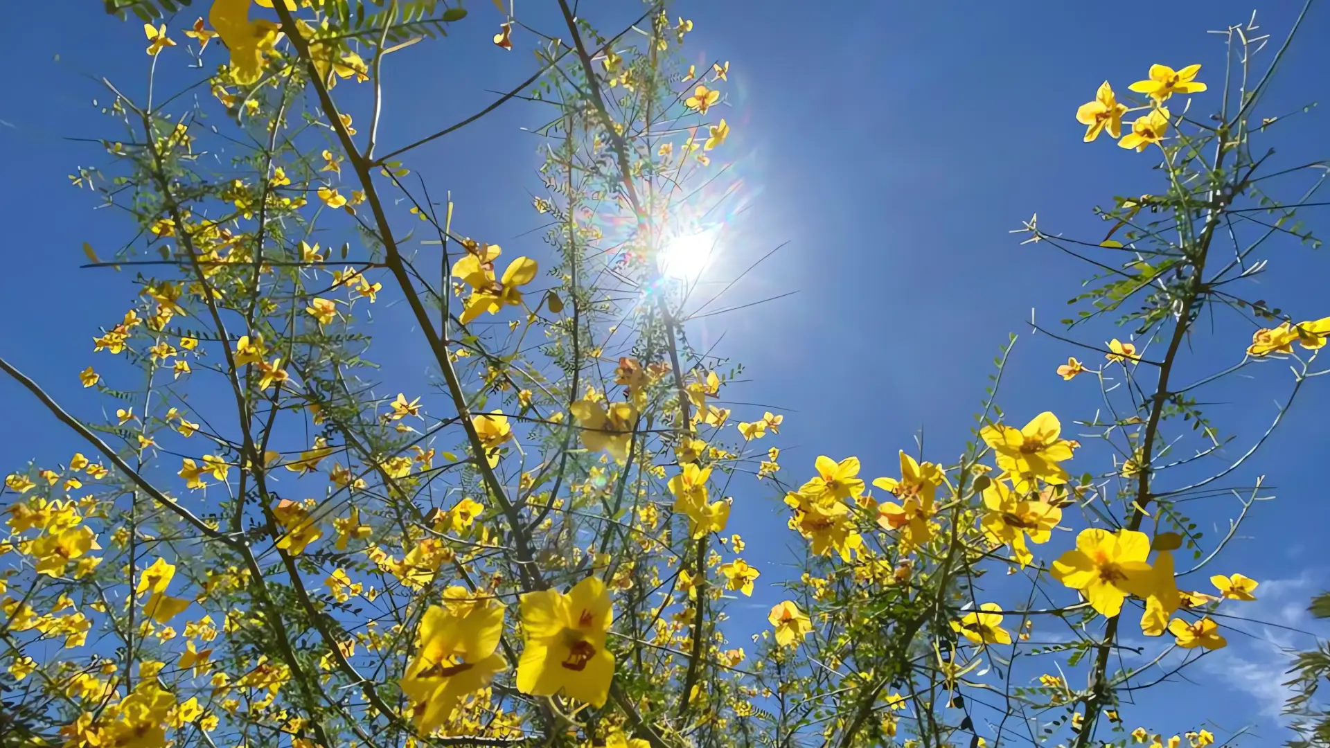 Alerta por ola de calor: extremar precauciones
