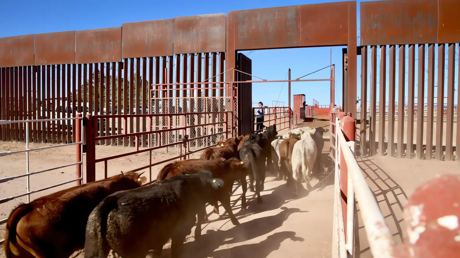 Exportación de ganado se reanuda por Agua Prieta
