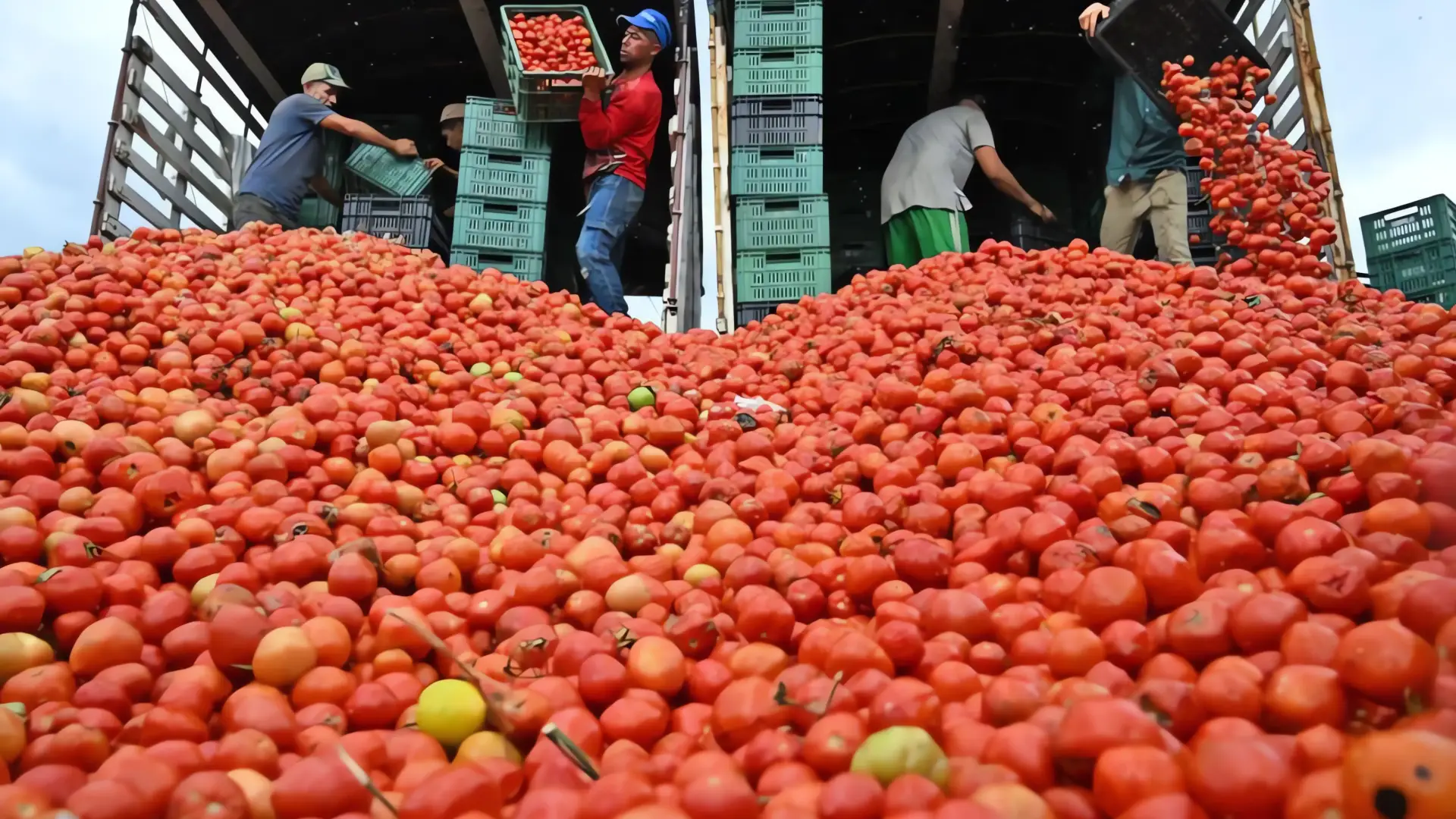 México mantiene exportaciones de jitomate pese a presión arancelaria en EE.UU.