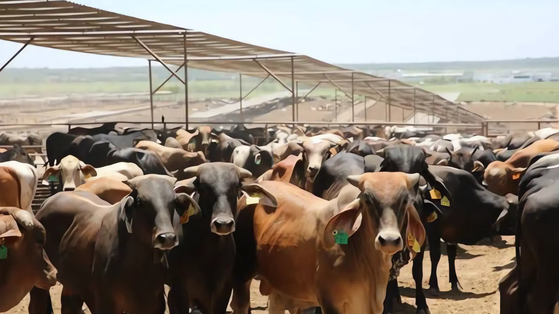 Ganaderos sonorenses buscan regionalizar el sector pecuario nacional