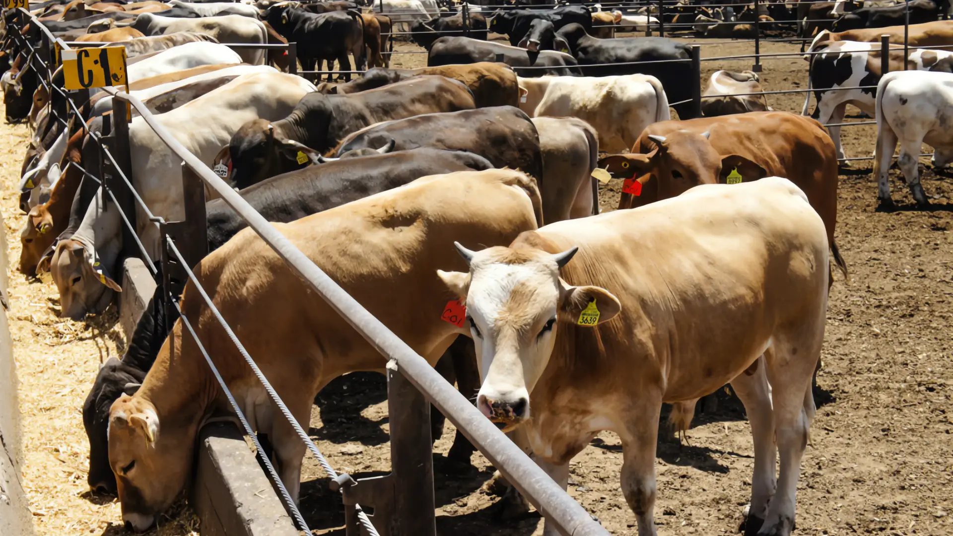 Alerta por avance del gusano barrenador en Yucatán: 65 casos y 19 contagios nuevos
