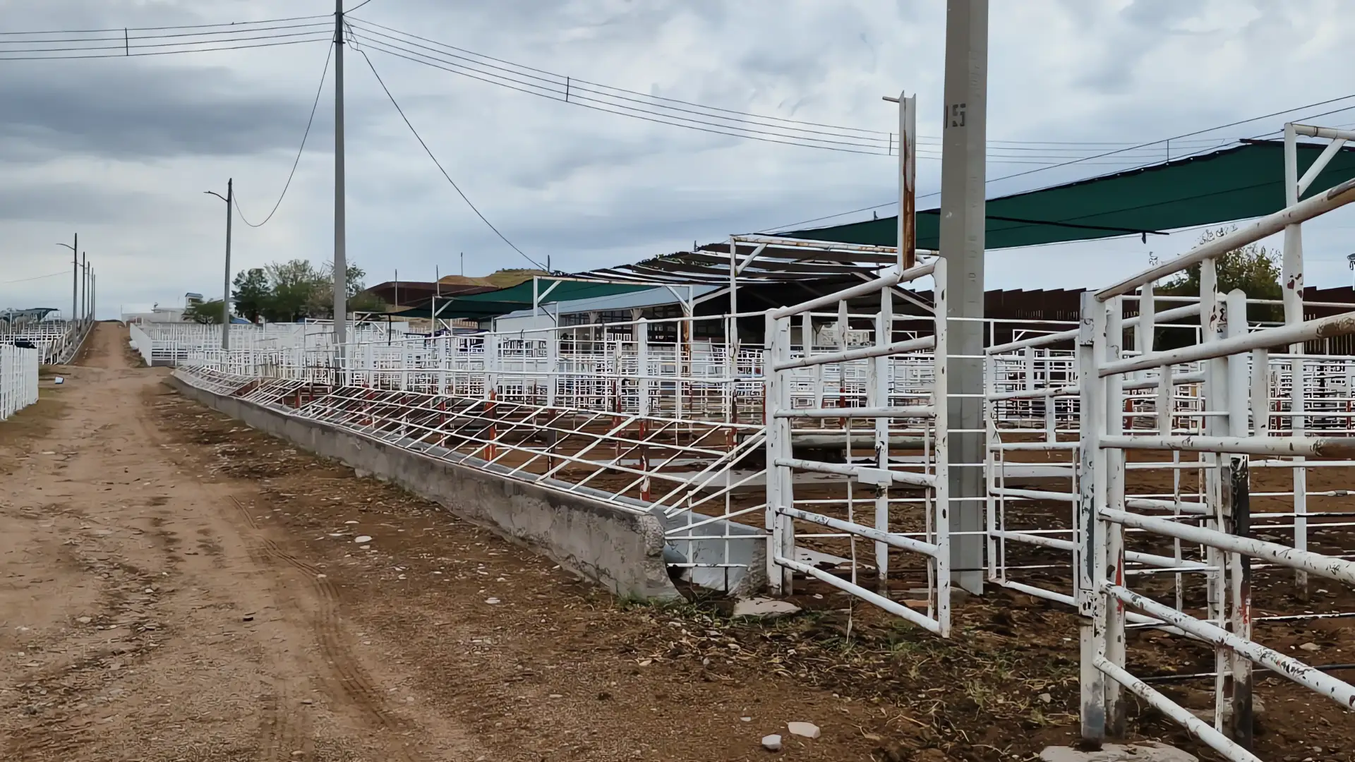 Ganaderos de Sonora esperan noticias positivas tras el cierre de la frontera por alerta sanitaria