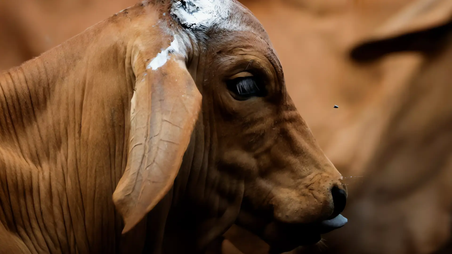 Gusano barrenador infecta a estadounidense tras viaje a Centroamérica
