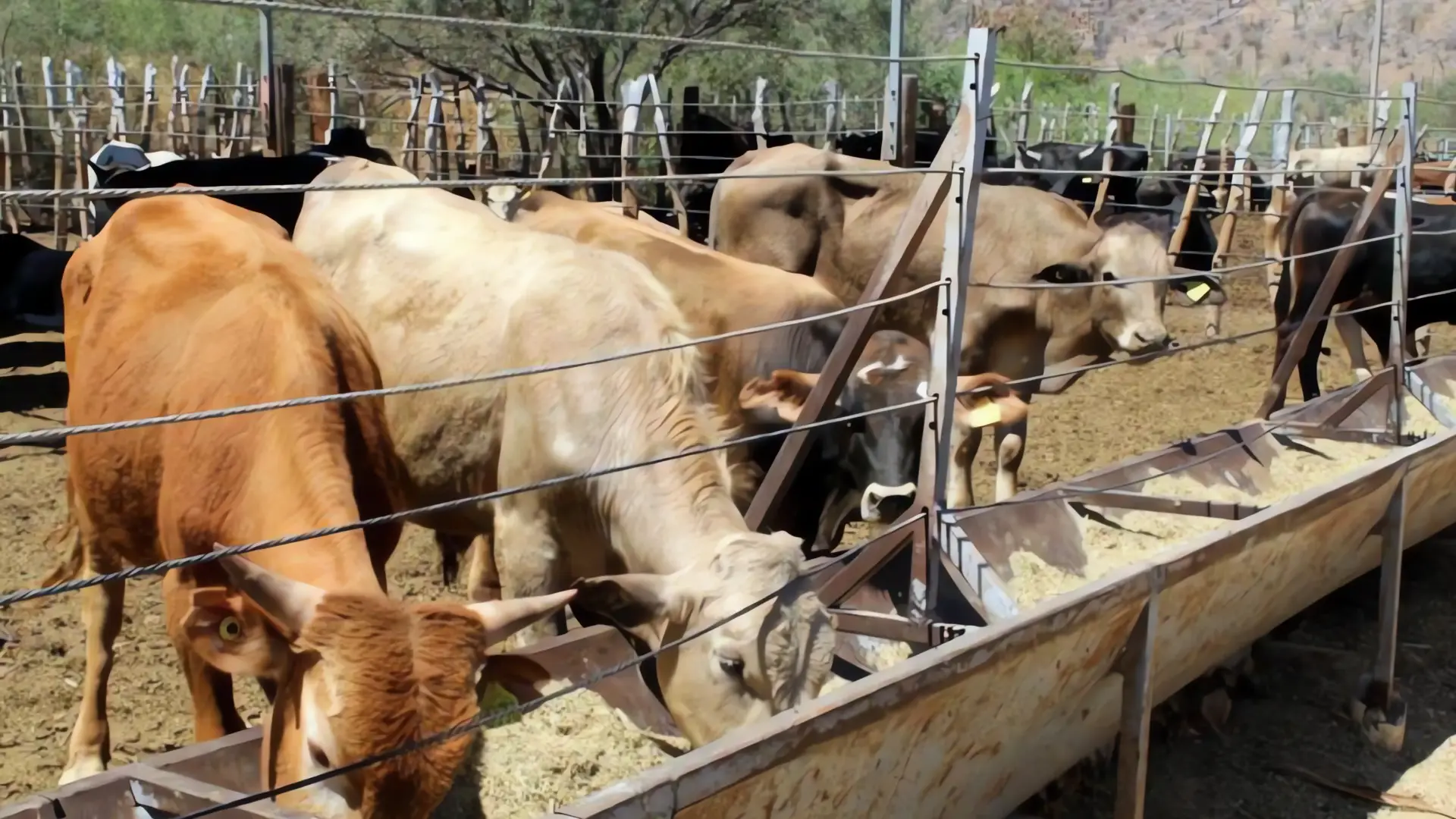 Inspectores del USDA visitarán Sonora en septiembre
