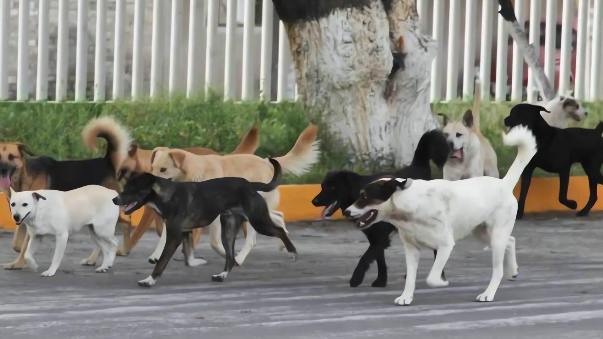 Polémica en Sonora: ¿Esterilizar o construir centros de salud animal?