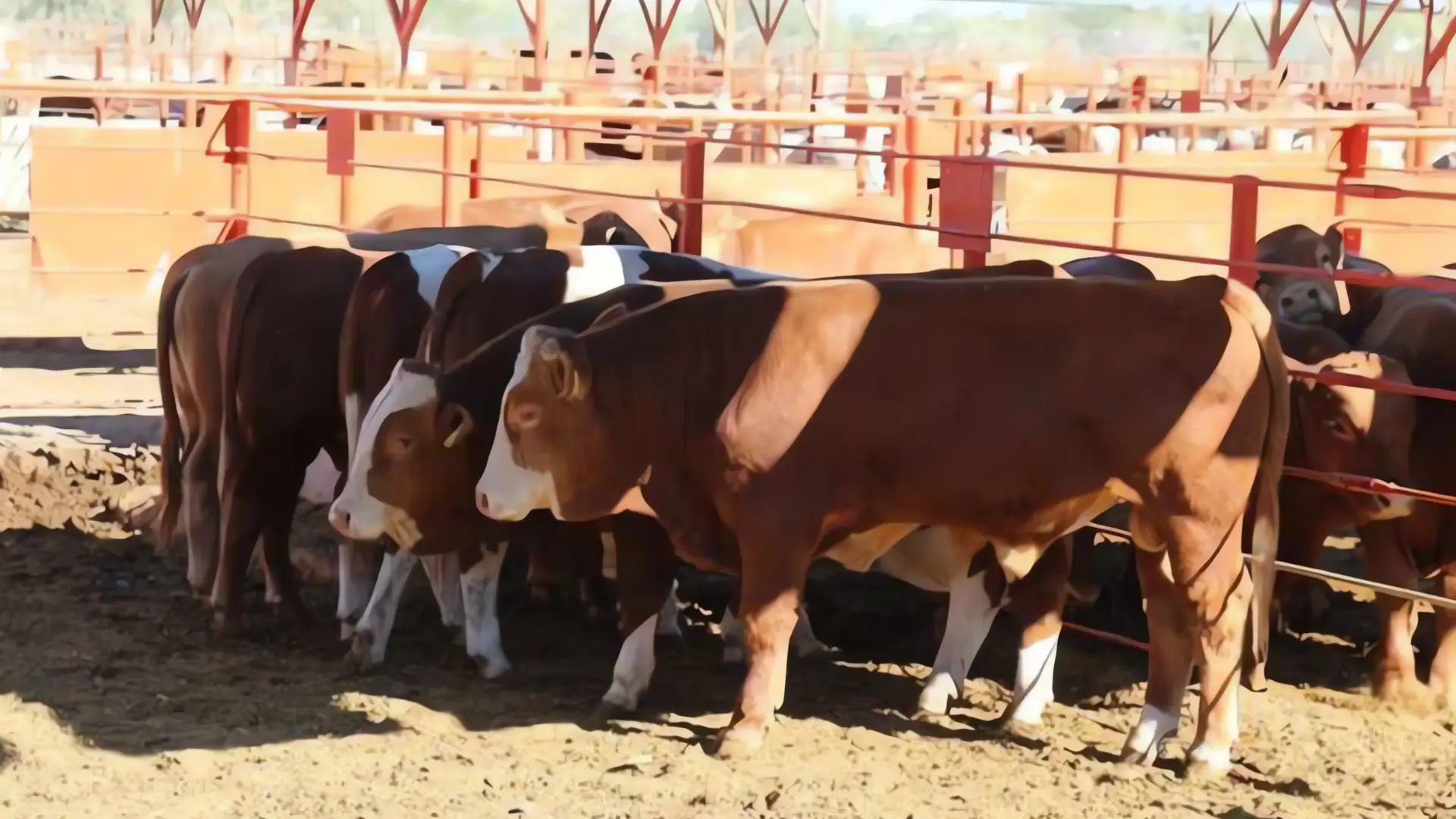 Detección de gusano barrenador en Nuevo León pone en riesgo exportación de ganado