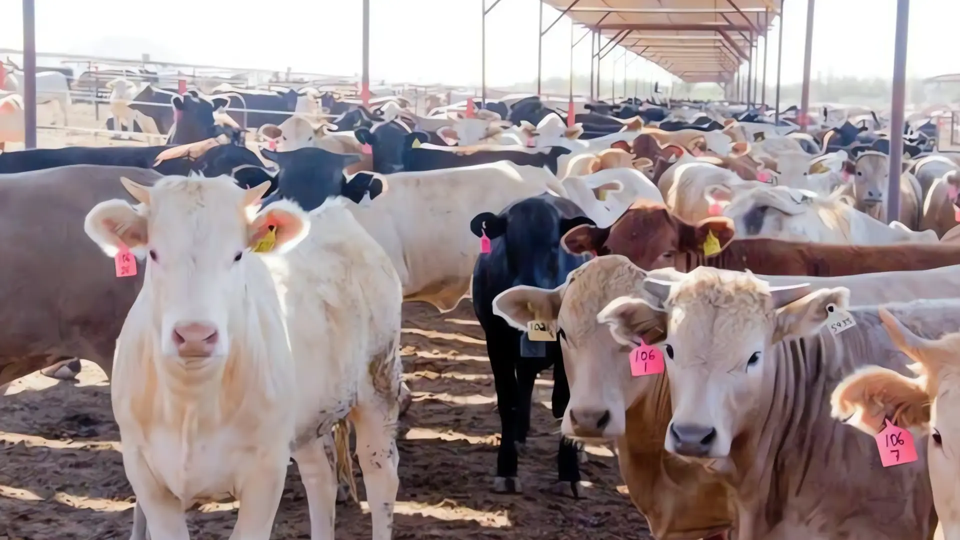 Ganaderos esperan reanudar envíos a EE.UU. antes de fin de año