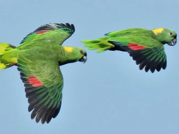 Loro nuca amarilla está en peligro crítico de extinción en México