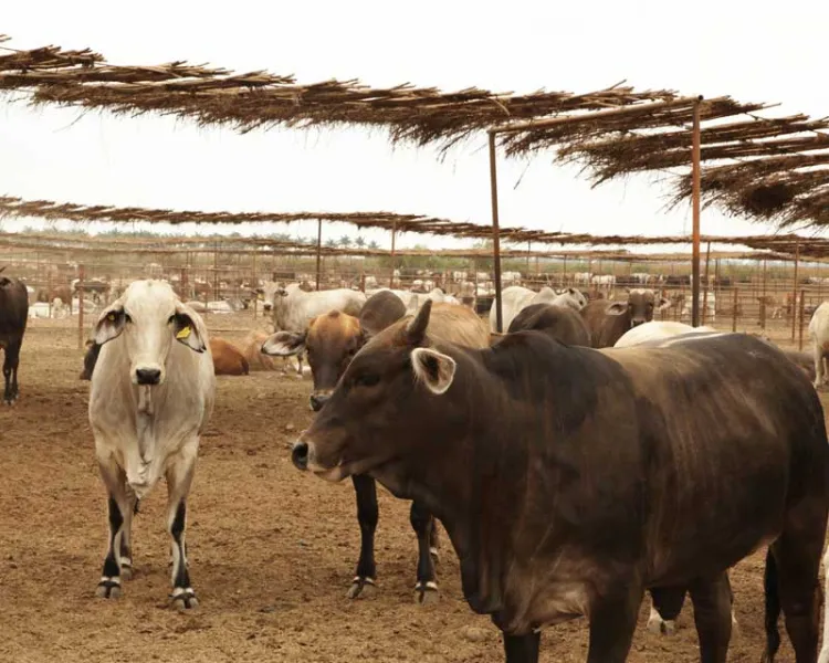 Sonora, libre de brucelosis bovino, EU reconoce a la entidad