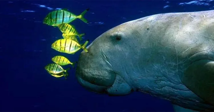 Dugongo; uno de los gigantes del océano ha dejado de existir