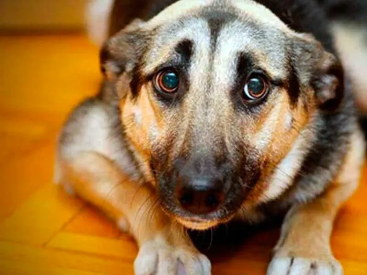 Llaman a evitar pirotecnia; prevenir ansiedad en mascotas