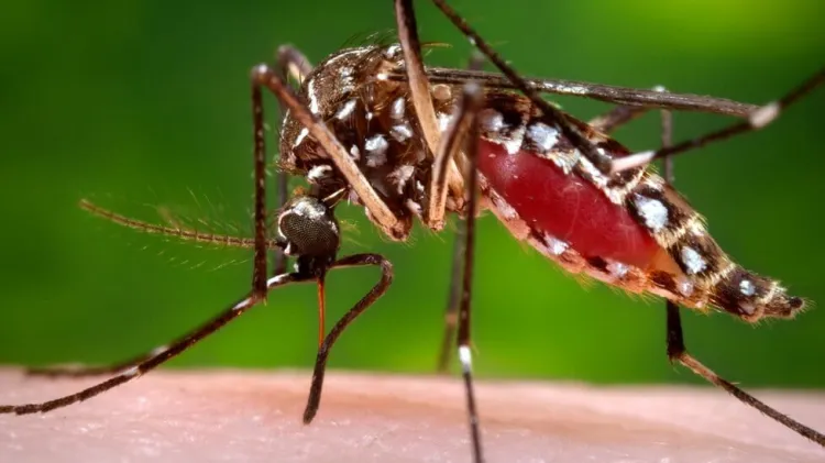 Alertan científicos por “superresistencia” de mosquitos a insecticidas