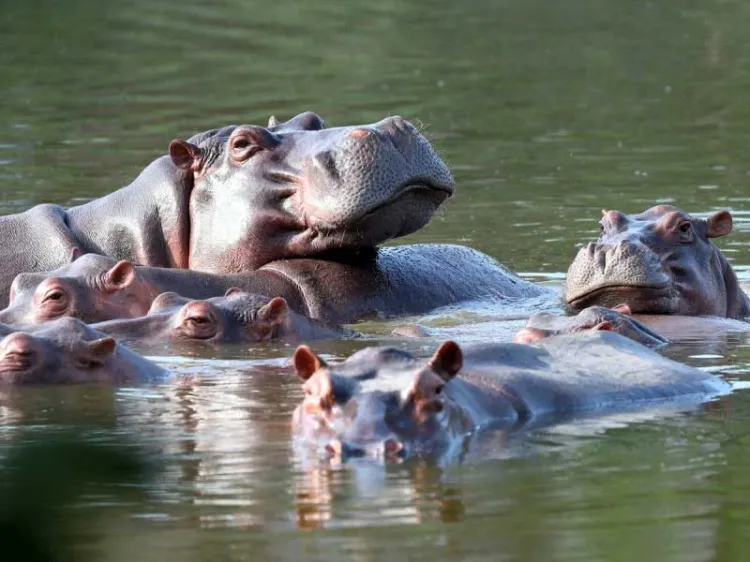 Espera Colombia trasladar hipopótamos de Pablo Escobar a México e India