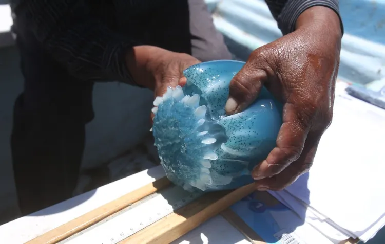 Nuevo negocio del ‘narco’ en Sonora pesca de medusa bola de cañon