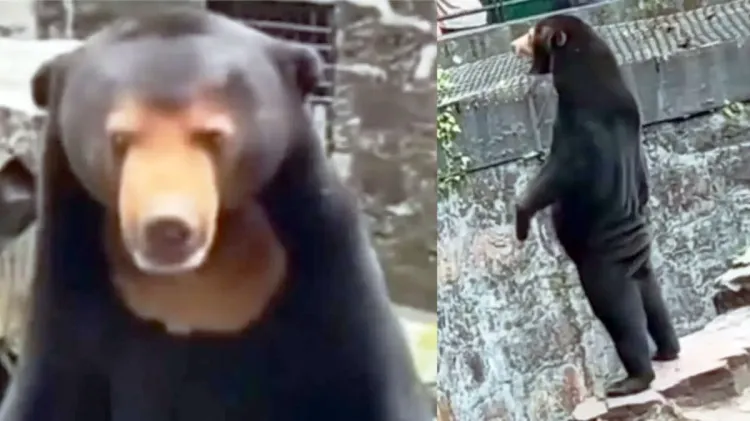 ¡Que oso! Zoológico chino niega que osos sean humanos disfrazados
