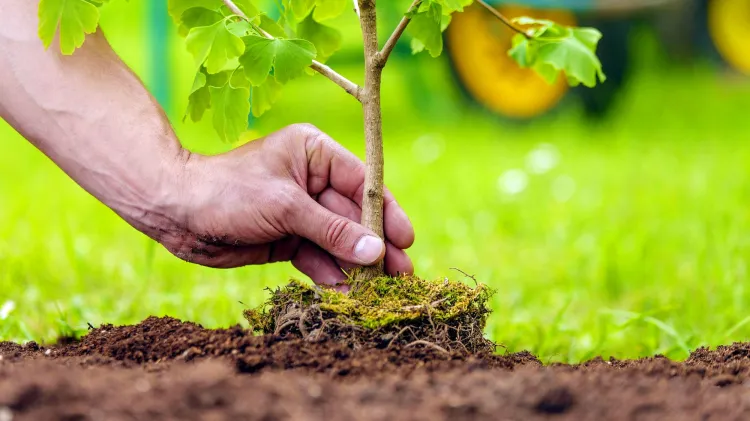 Motiva a ciudadanos realizar campaña de reforestación
